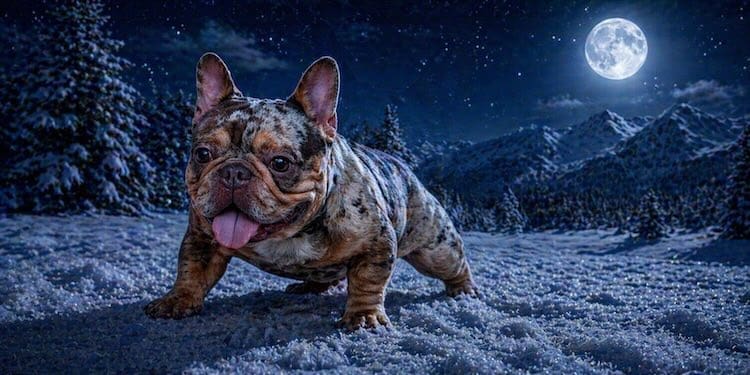 mcro frenchie stud service near me
