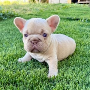 french bulldog puppies