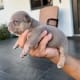 Frenchie puppies for sale