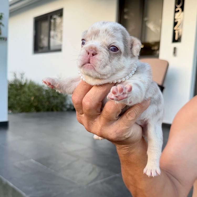 Frenchie puppies for sale