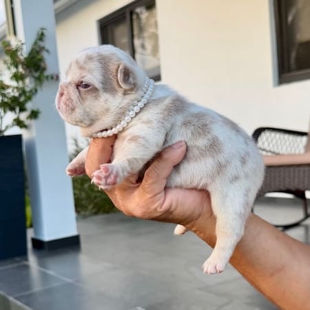 AKC Frenchie breeders