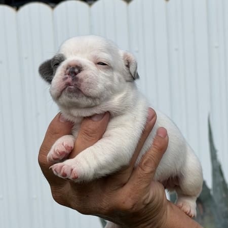 Frenchie puppies nearby