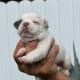 Frenchie puppies nearby