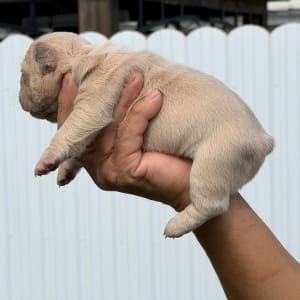 Frenchie puppies for sale