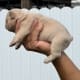 Frenchie puppies for sale