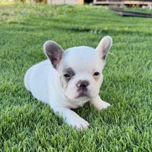 pied frenchie puppies nearby