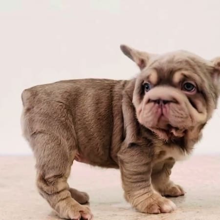 French Bulldog genetics
